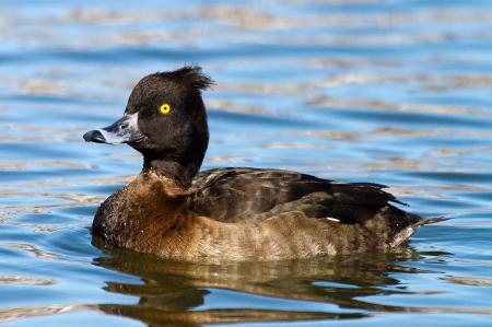 Tufted Duck, Aythya fuligula