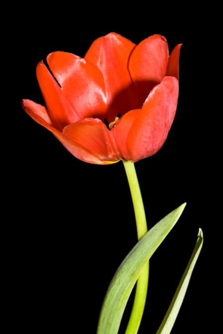 Tulip