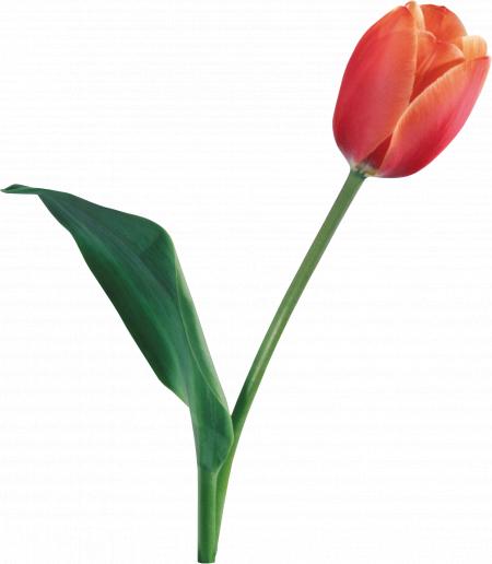 Tulip