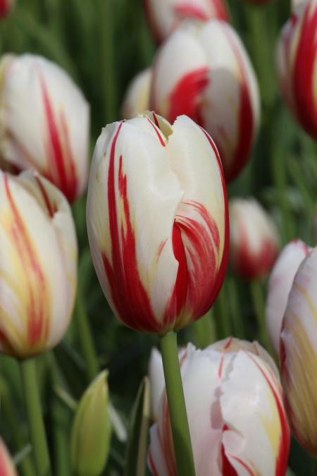 Tulip