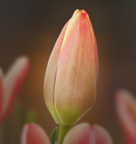 Tulip