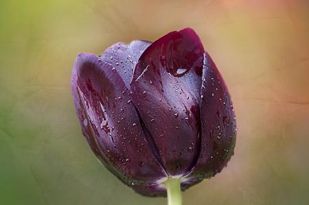 Tulip