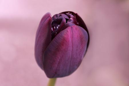 Tulip