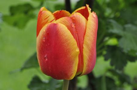 Tulip