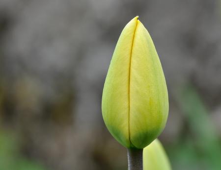 Tulip