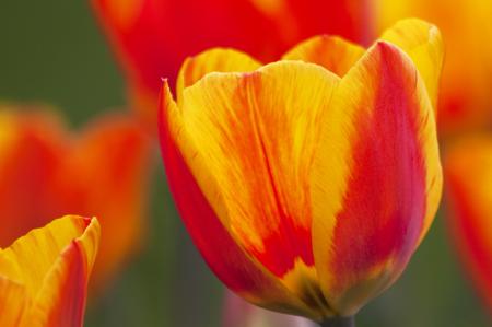 Tulip Closeup