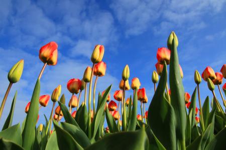 Tulip Field