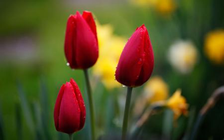 Tulip flower bud
