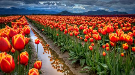 Tulip Garden