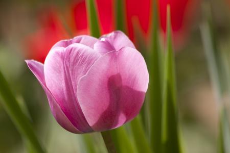 Tulip in the Garden