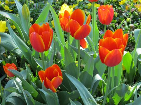 Tulips in the Garden