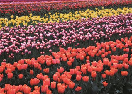 Tulips in the Garden