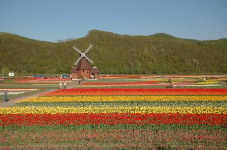 Tulips in the Garden