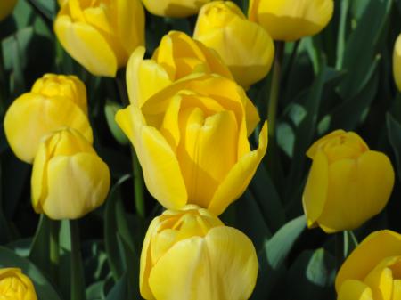 Tulips in the Garden