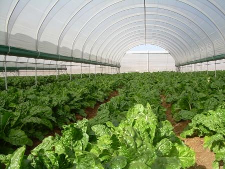 Tunnel Farming