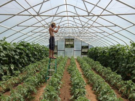 Tunnel Farming