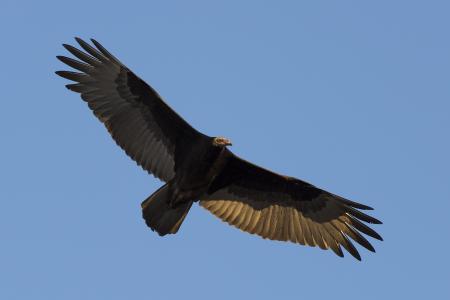 Turkey Vulture