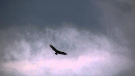 turkey vulture flying