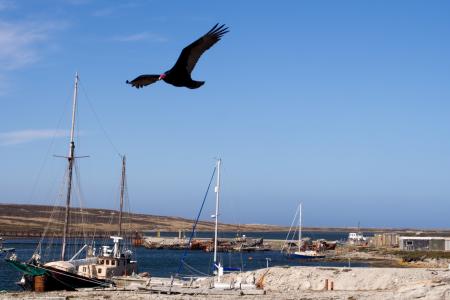 turkey vulture flying over harbour