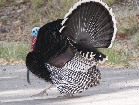 TURKEY, WILD (4-12-12) madera cyn, scc, az -01