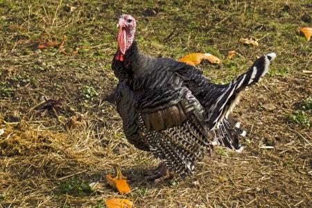 Turkey, Willamette Valley, Oregon