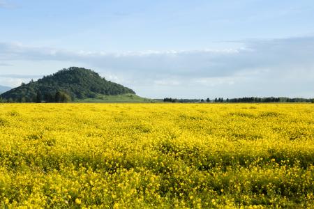 Turnip seed field, Oregon