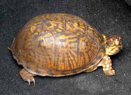 Turtle