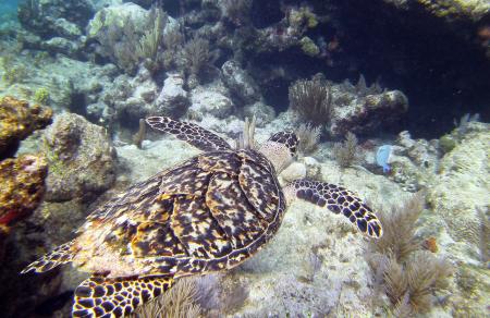 Turtle eye view Molassas Reef Key Largo