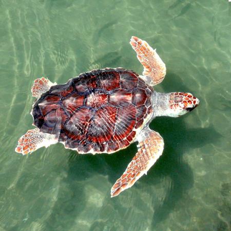 Turtle in the Ocean