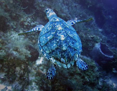 Turtle in the Ocean