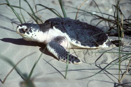 Turtle in the Sand