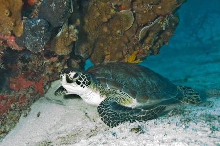 Turtle in the Sea