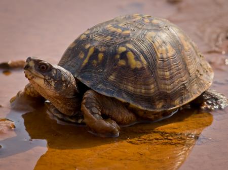 Turtle in the Water