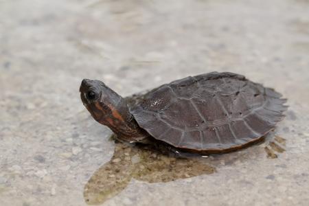 Turtle in the Water