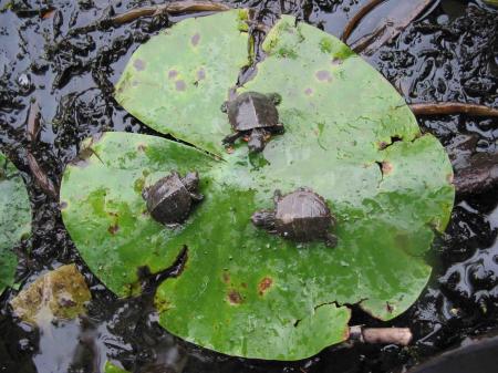 Turtle on Lilies