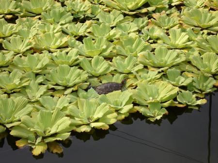 Turtle on Lilies
