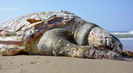 Turtle on the Beach