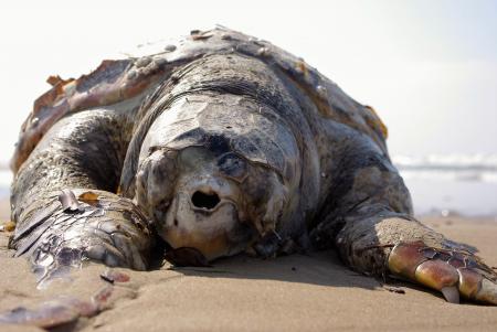 Turtle on the Beach