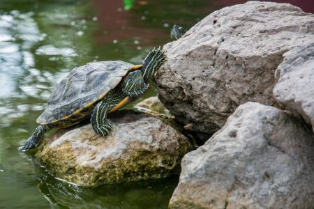 Turtle on the Rock