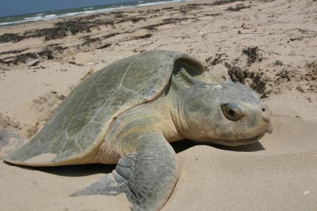 Turtle on the Shore