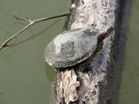 Turtle on the Tree