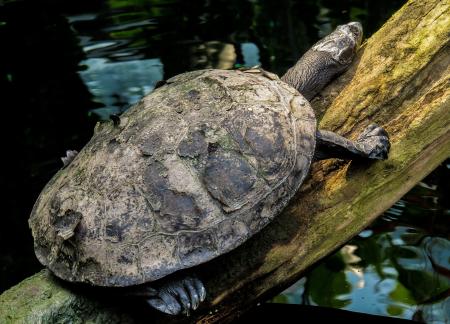 Turtle on the Wood