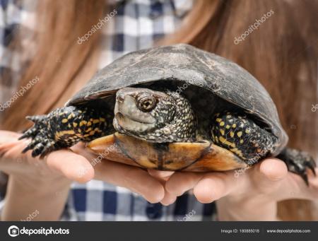 Turtle pet closeup
