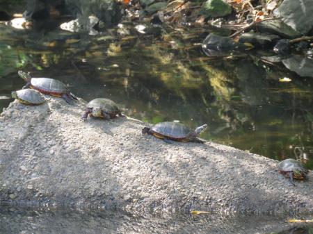 Turtle Sunning Itself