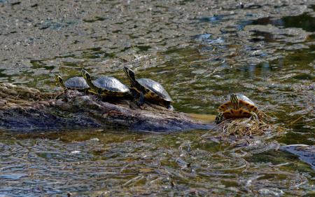 Turtles on Brown Rock Near Body of Water