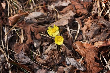 Tussilago