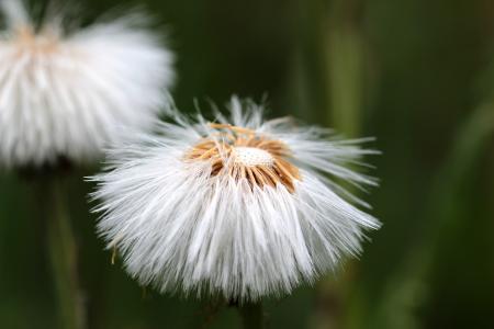 Tussilago Farfara