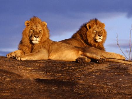 Twin lions