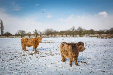 Two Beige Yaks on Snow Terrain