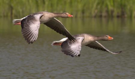 Two Birds in Flight